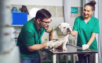 Cardiologia veterinaria a Bologna