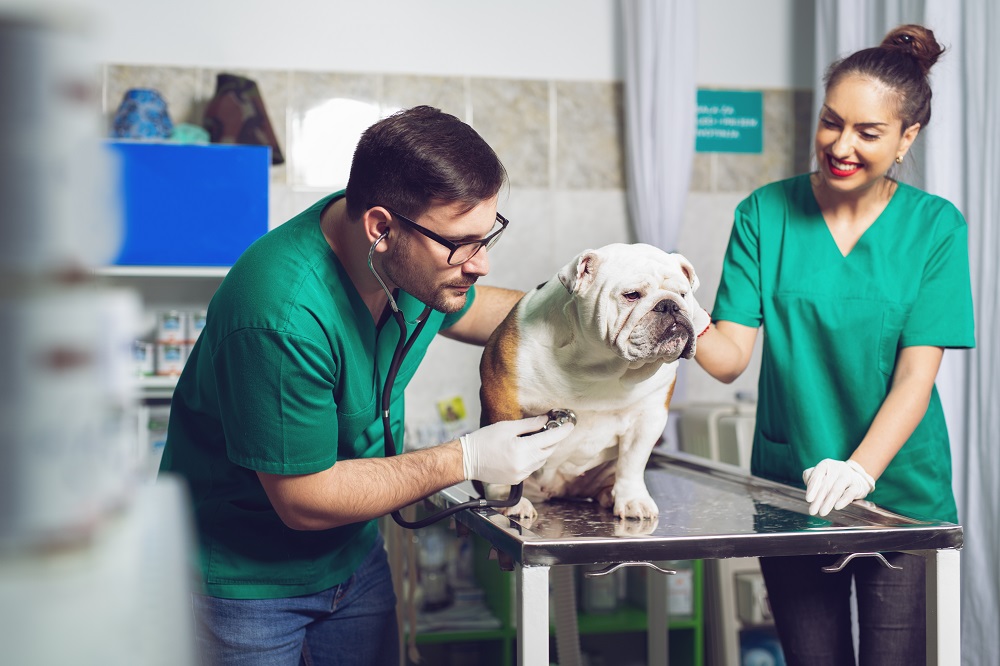 Cardiologia veterinaria a Bologna