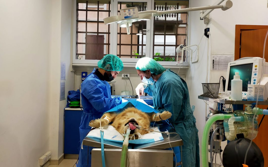 Anestesia e Chirurgia veterinaria a Bologna