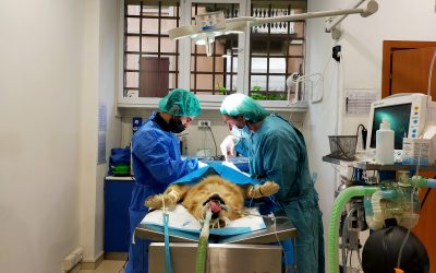 Anestesia e Chirurgia veterinaria a Bologna