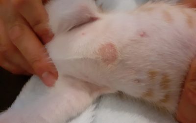 Dermatologia veterinaria a Bologna