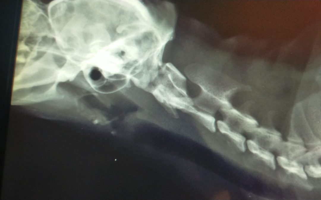 Ortopedia veterinaria a Bologna