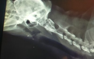 Ortopedia veterinaria a Bologna