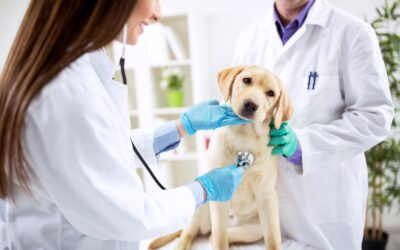 Medicina interna veterinaria a Bologna
