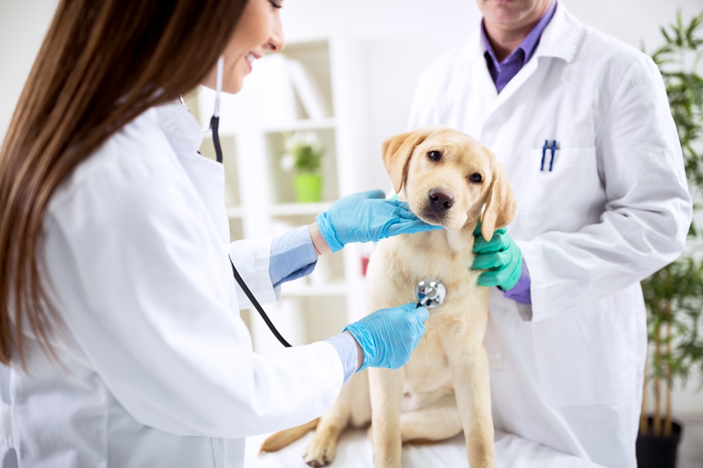 Medicina interna veterinaria a Bologna