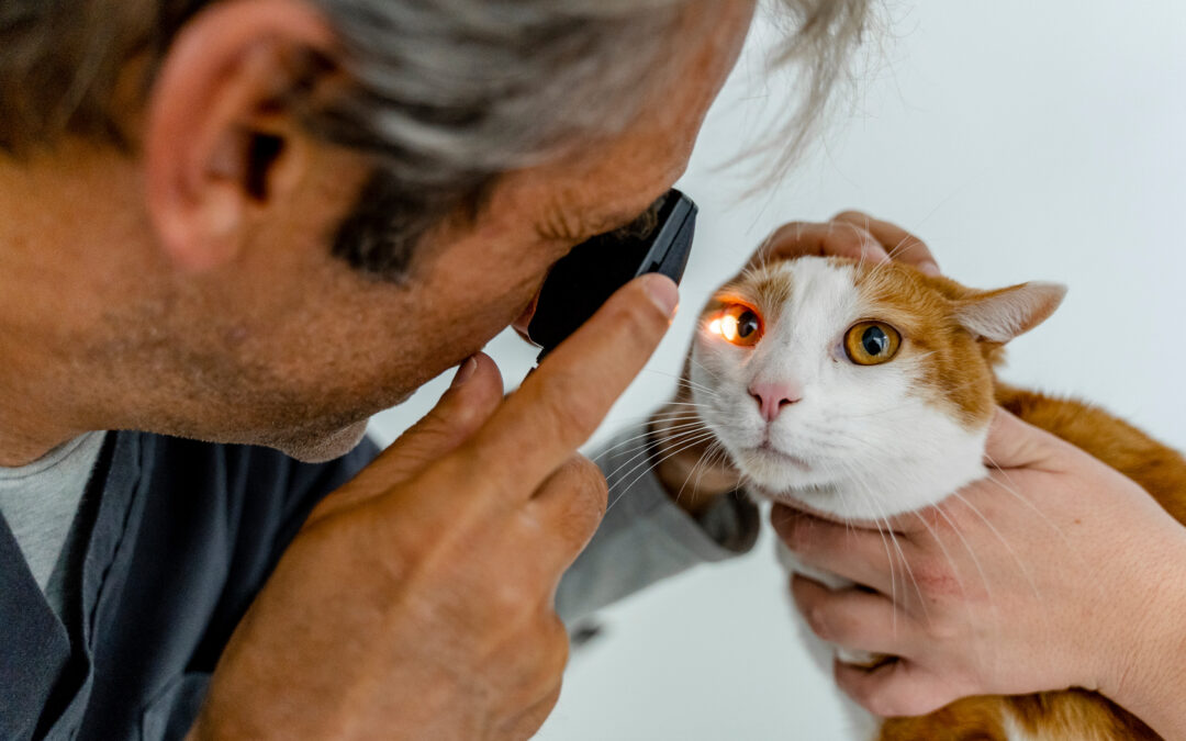 Oculistica